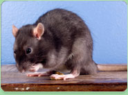 rat control Crawley